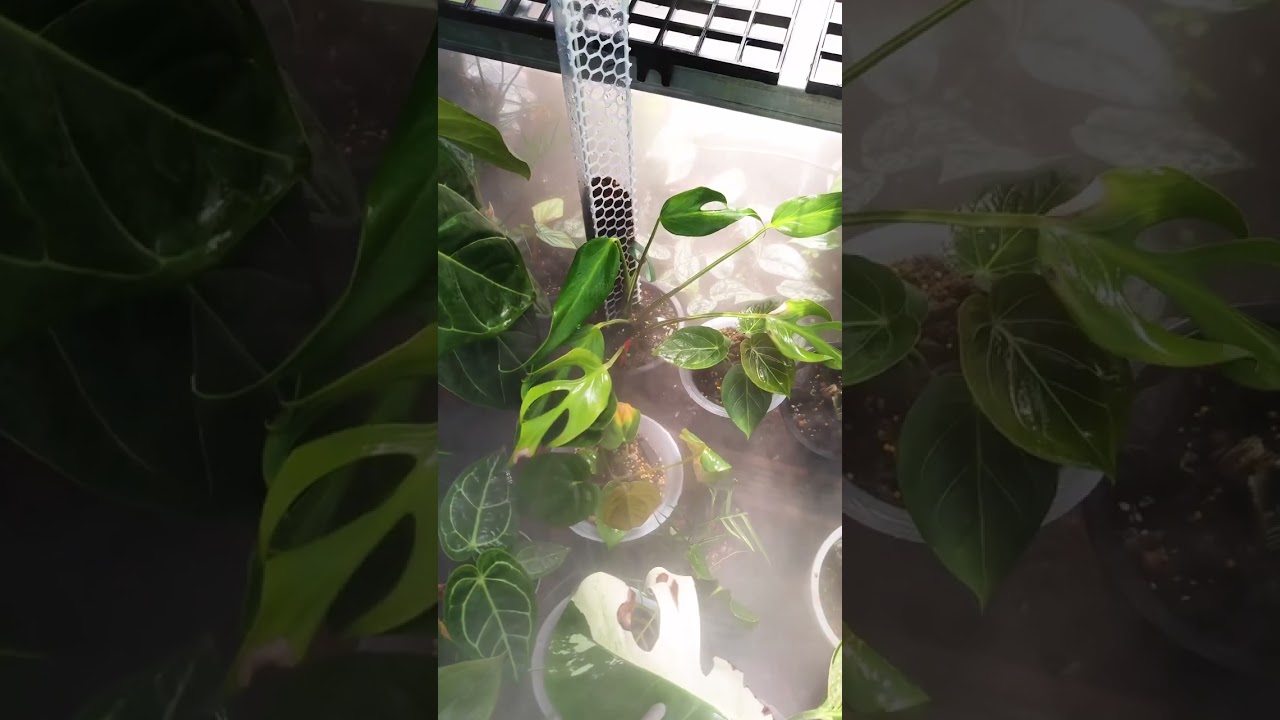 Monstera Family #planthobby #plantcollector #rareplants #monstera #thaicon #legacy #burlemarxflame