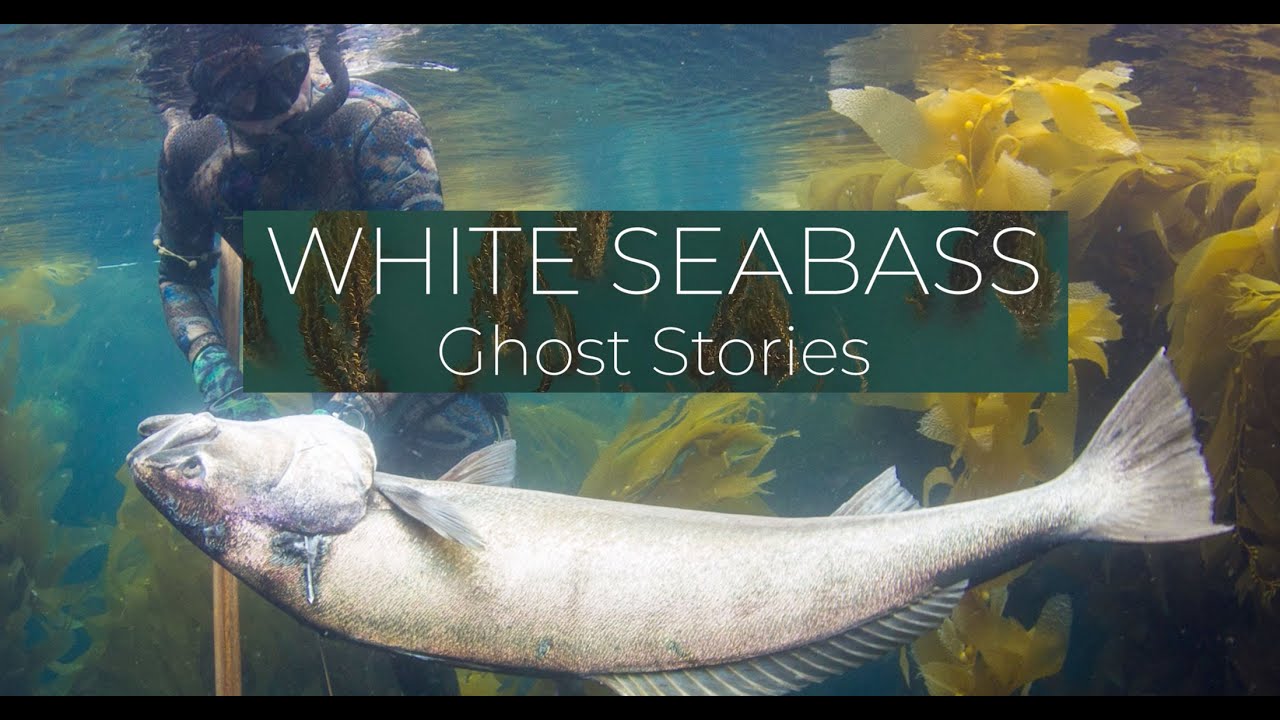 Sharing the Stoke with Julie Riffe - White Seabass Ghost Stories