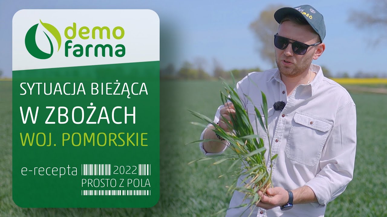 Sytuacja bieżąca w zbożach - woj. pomorskie