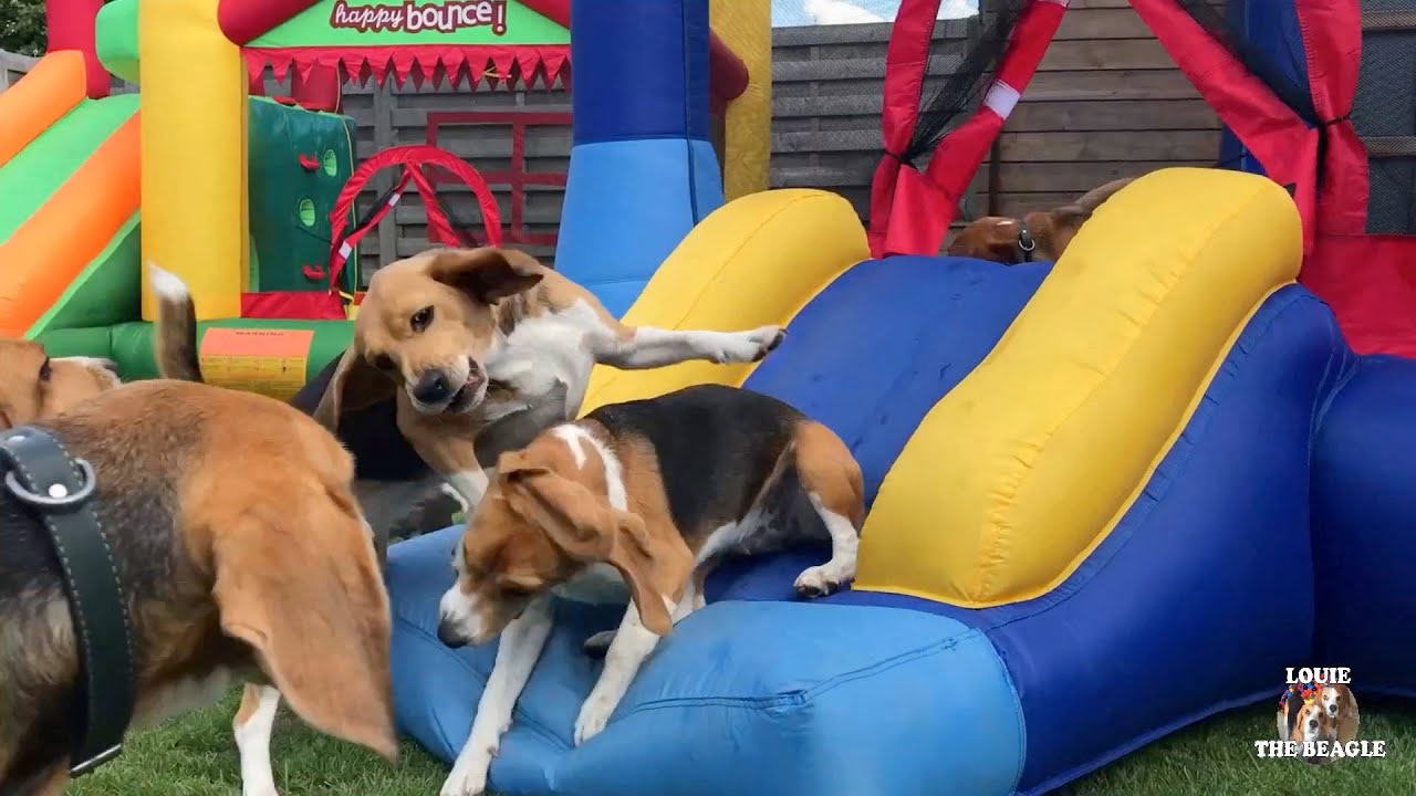 THE BEST BEAGLE PARTY COMPILATION ON YOUTUBE