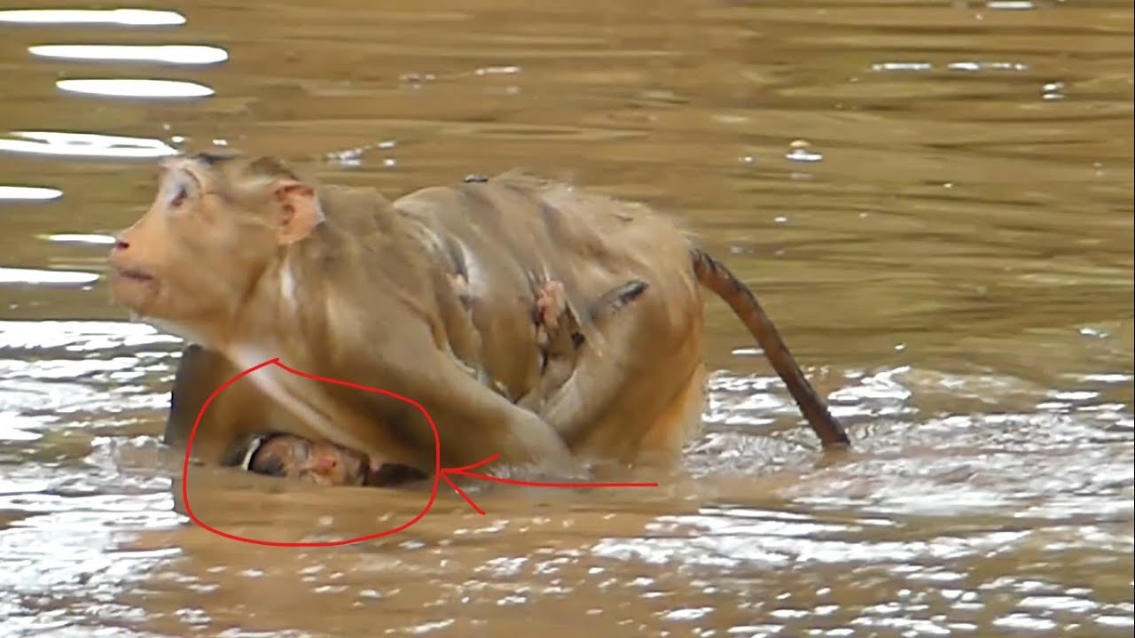 OMG! Pitiful Little Baby Monkey Rex Nearly Got Drowned Because Mum Rose To Swimming