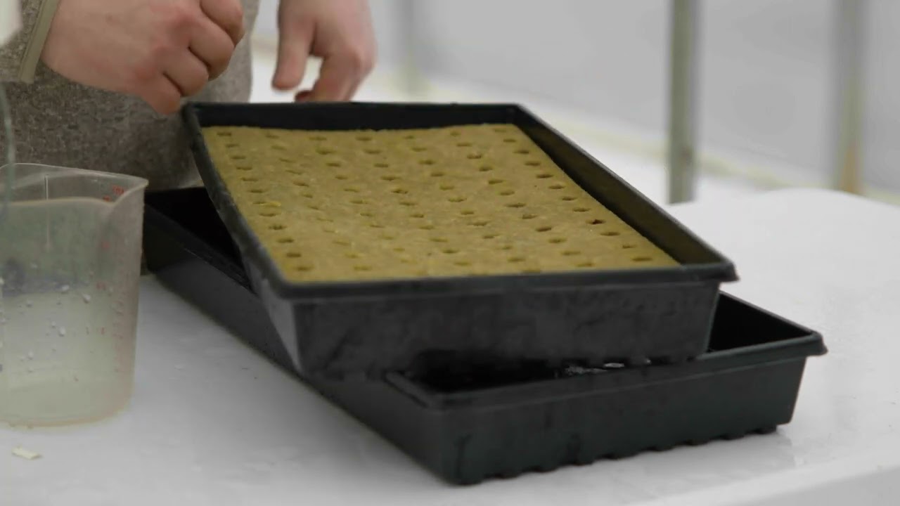 Hydroponic Tomato Seed Sowing | CropKing Inc.