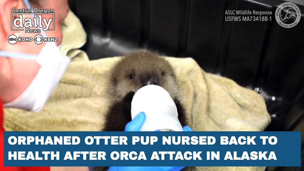 Orphaned otter pup recovering after orca attack in Alaska