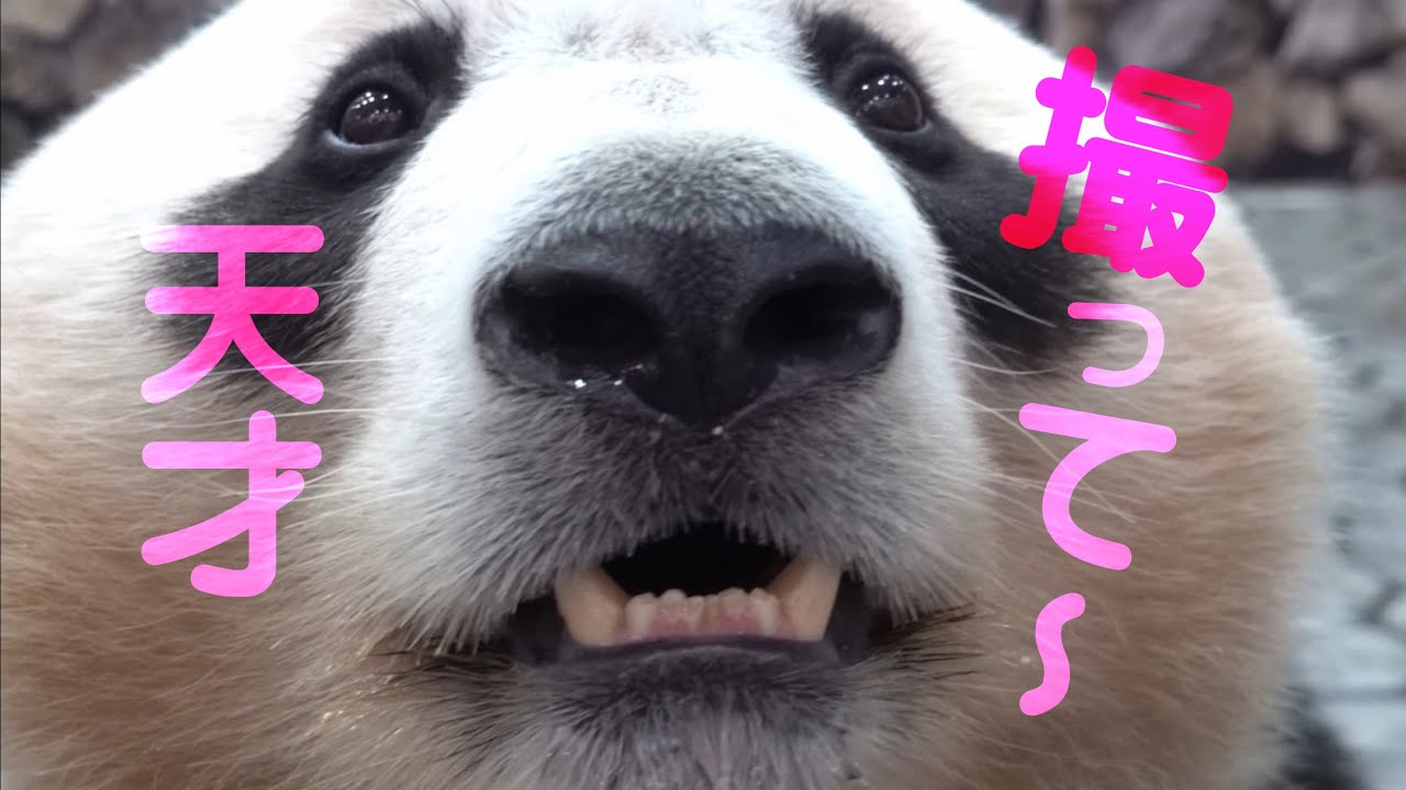 アドベンチャーワールド　結浜　犬のように人なつっこいパンダ　こんにちは　右頬につむじ発見　自らまた来た結ちゃん