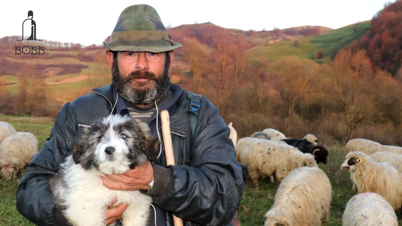 Au fost 18 CIOBANI la peste 1000 de oi &icirc;n munții ȚIBLEȘ | Ciobănești BĂLANI &icirc;n LĂPUȘUL ROM&Acirc;NESC 2022
