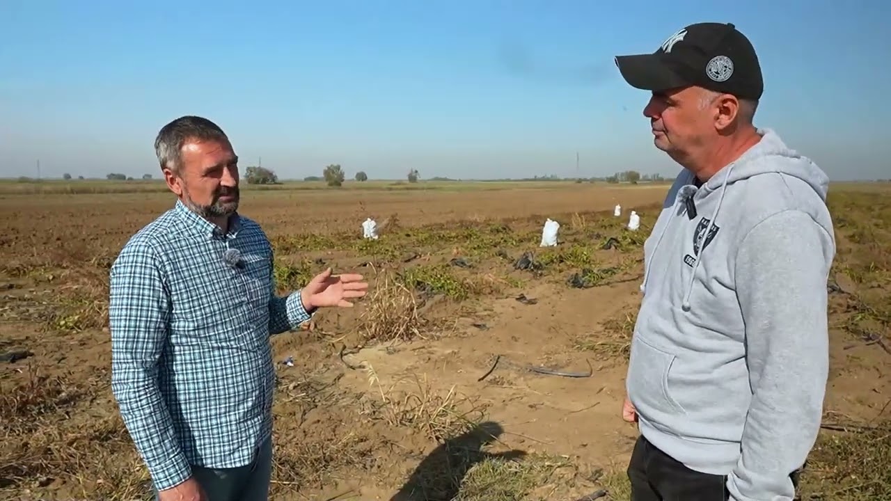 Sve o uzgajanju batata u Srbiji