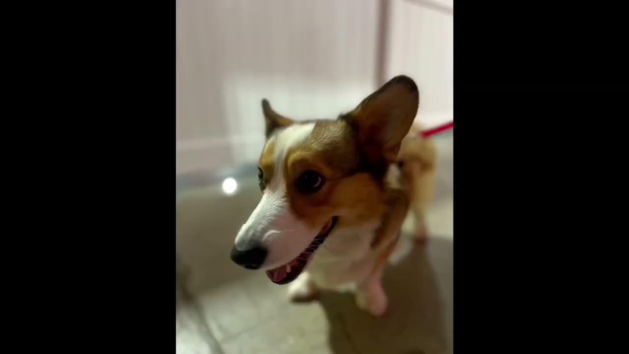 Intro to Dog Sports