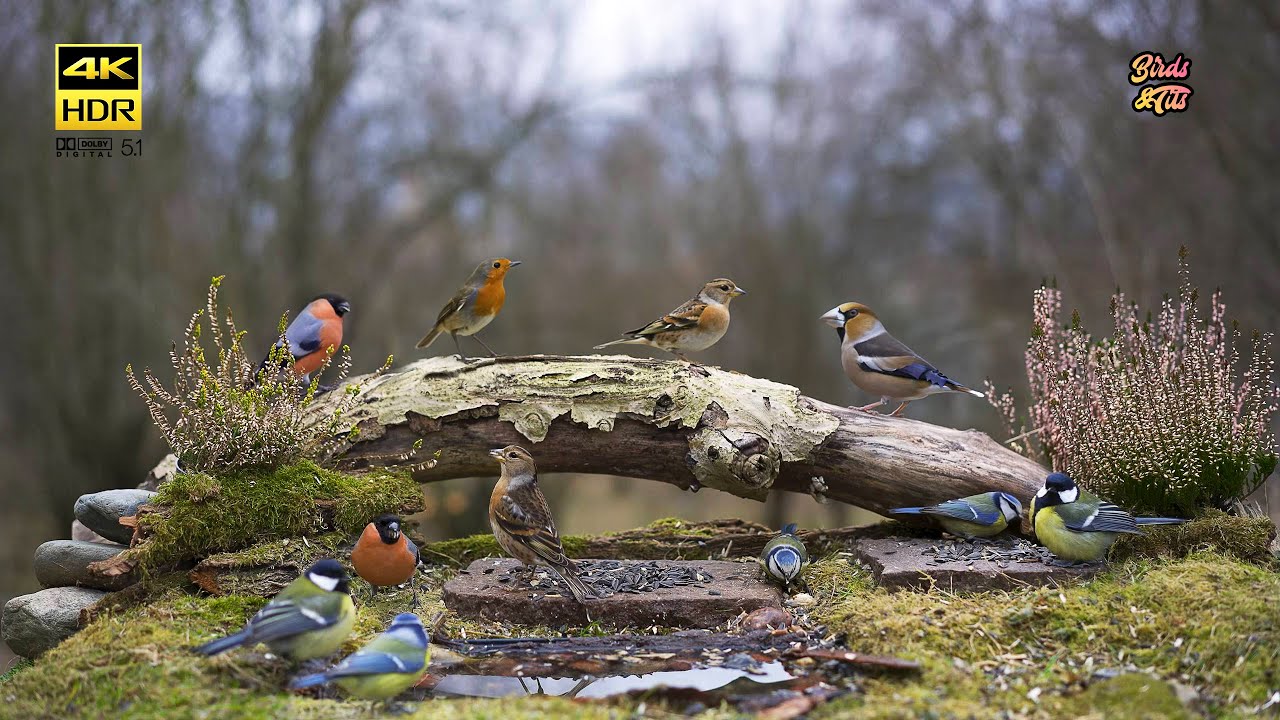 Cat tv 😻 New Cute birds  on Feeder - Chaffinch, Hawfich, Bullfinch 🐦 4K HDR  🐶 TV for PETS