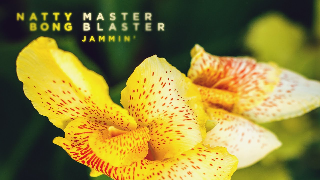 Master Blaster (Jammin&rsquo;)  Natty Bong (Reggae Cover)