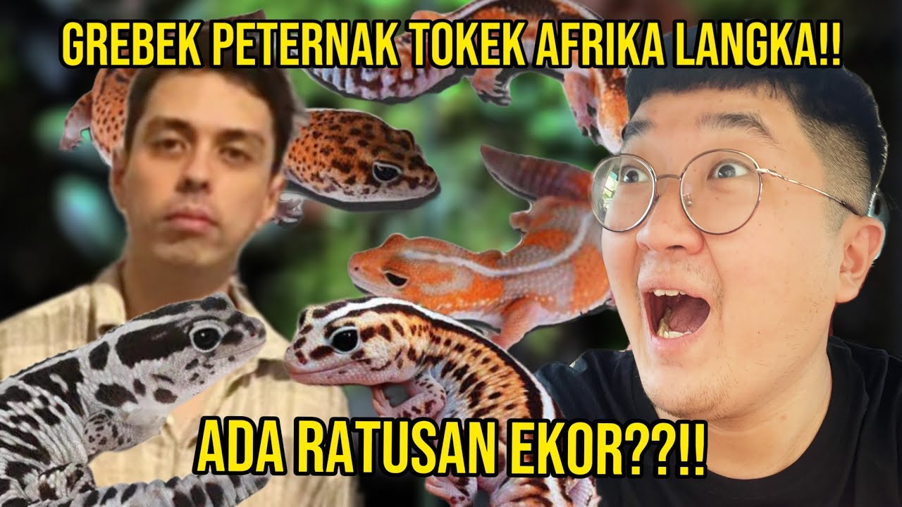 LANGKA!! TOKEK AFRIKA ANEH! AFRICAN FAT TAIL GECKO