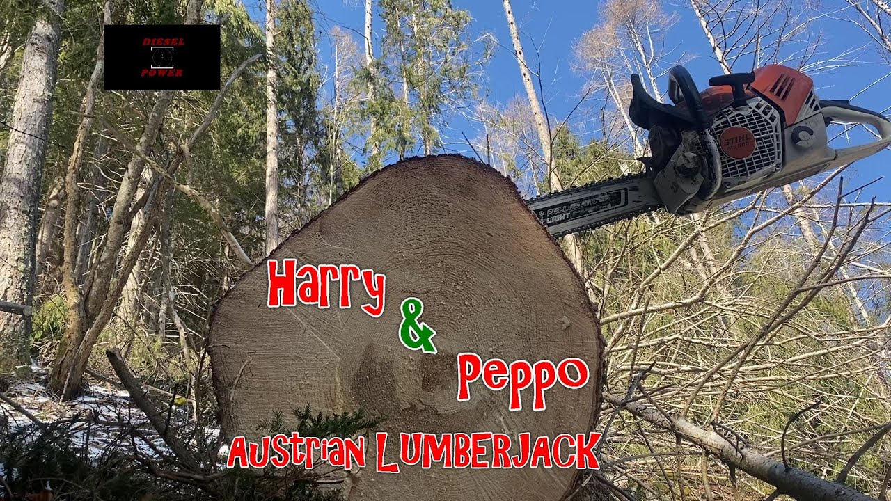 Peppo hat keine lust 》 Stihl MS 400C & Stihl MS 500i beißen sich durch 》 Chainsaw Cutting 《 Perfekt