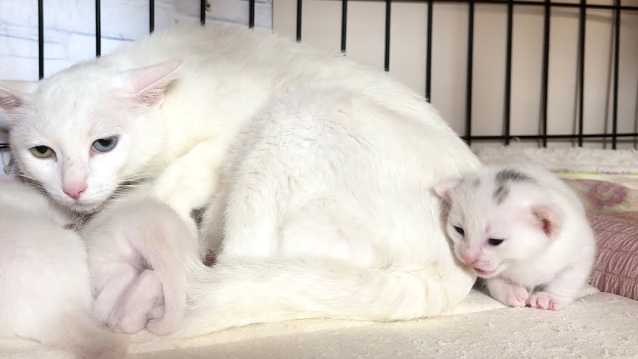 子猫が鳴いていると思ったら次の瞬間‥ 生後16日【白玉ちゃん日記#19】The kitten was meowing, and the next moment...