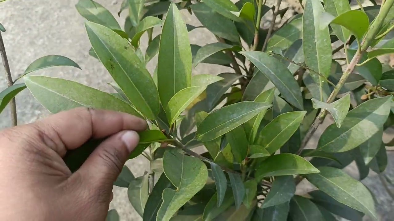 Buy High-Yield Sapota (Chikoo) Plants Online | Puspita Nursery