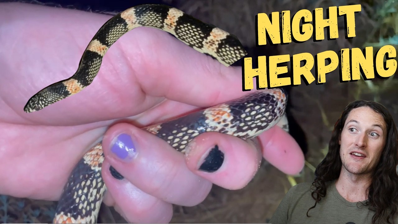Night Herping For Snakes In The Desert 🐍 Biggest Long-Nosed Snake I've Found! #snakes #reptiles