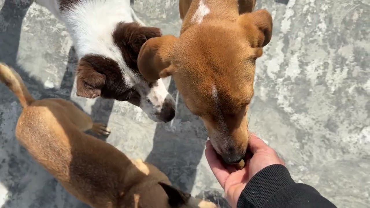 Луна чувствует себя лучше ❤️ Наша маленькая малышка 😇 - Приют Такиса