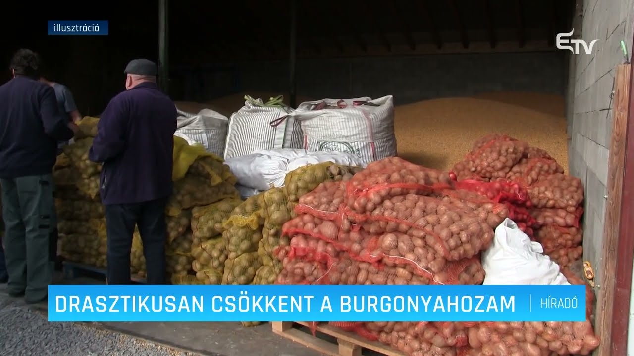 Drasztikusan csökkent a burgonyahozam – Erdélyi Magyar Televízió