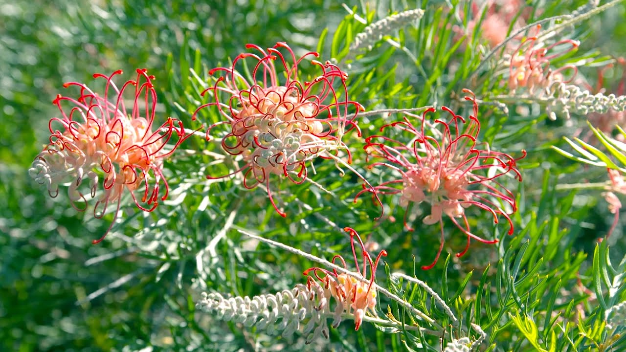 The Garden Gurus - Groovy Grevillea's