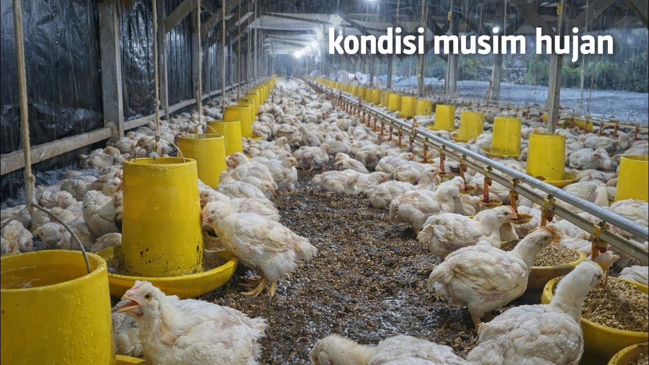 Update kondisi musim hujan 🌧️