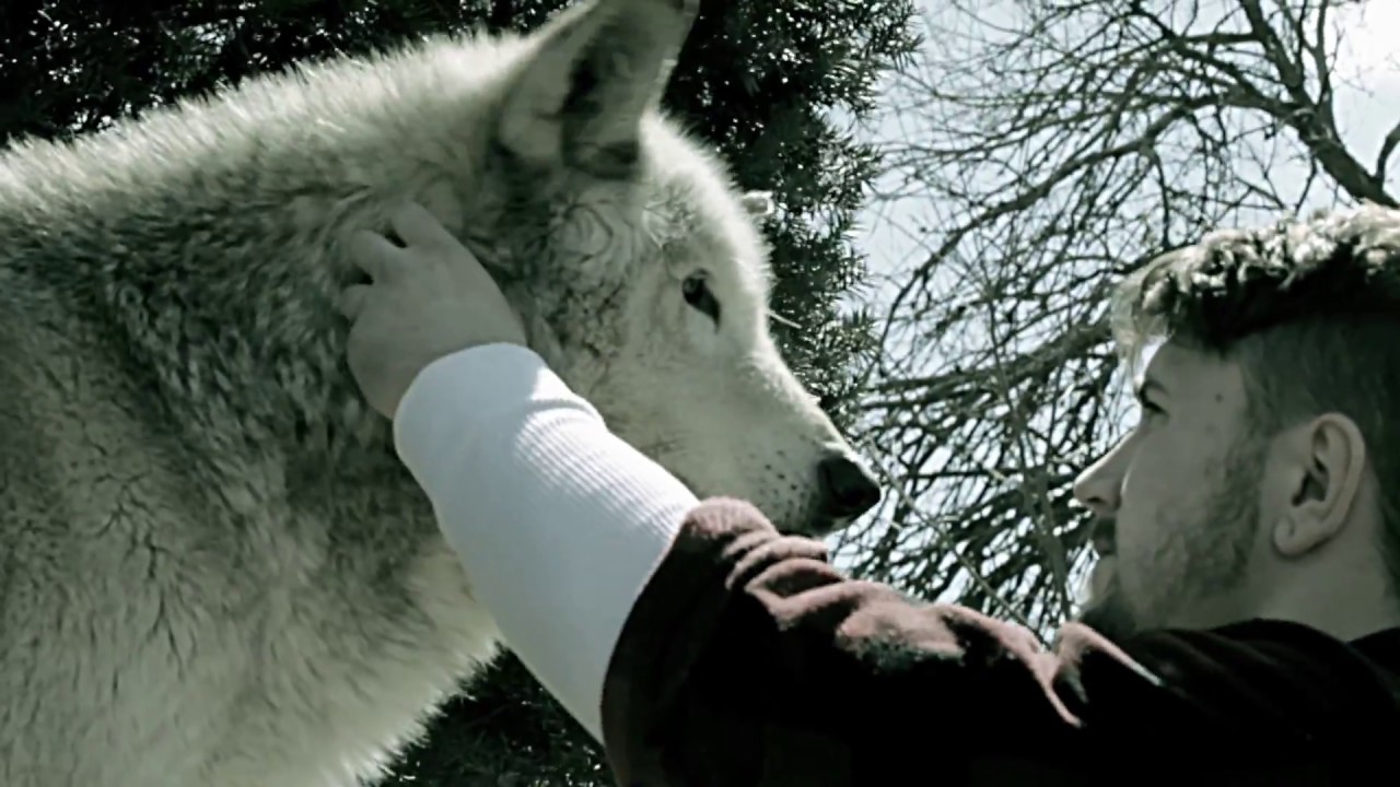 Original Text - Lone Wolf (Official Video)