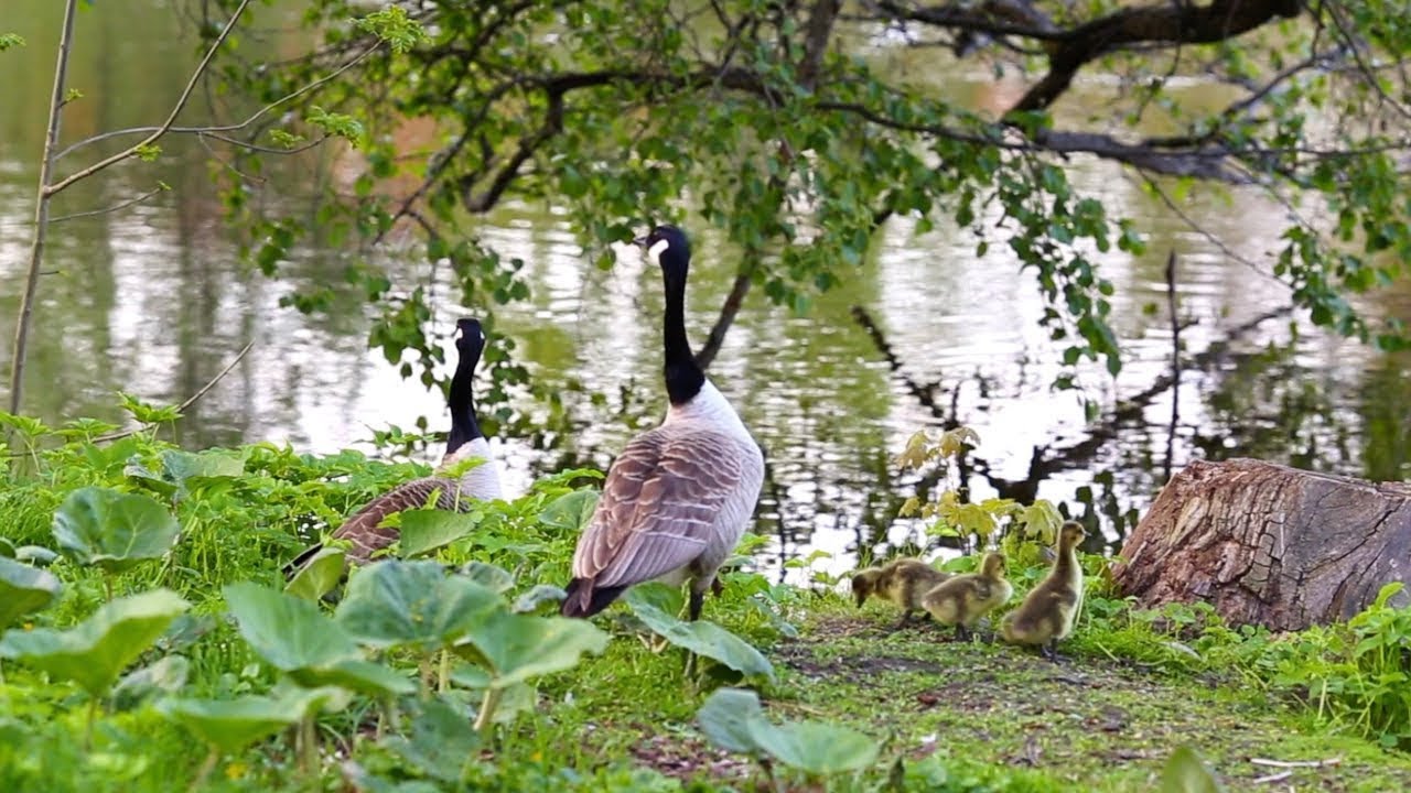 Beauty in Nature  Live Stream