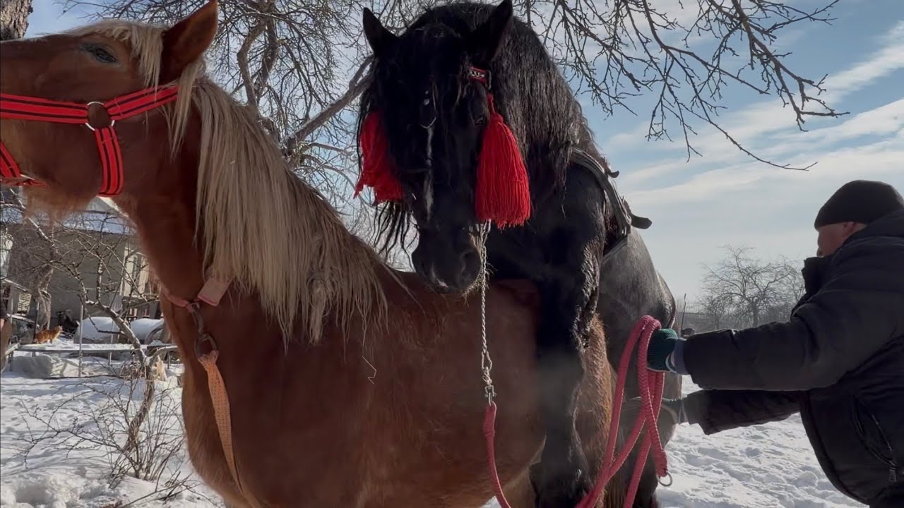 🎬📢🚨Фараон відвідав свою першу донечку в цьому році🔥Лошичка Фаріка🌸🥰