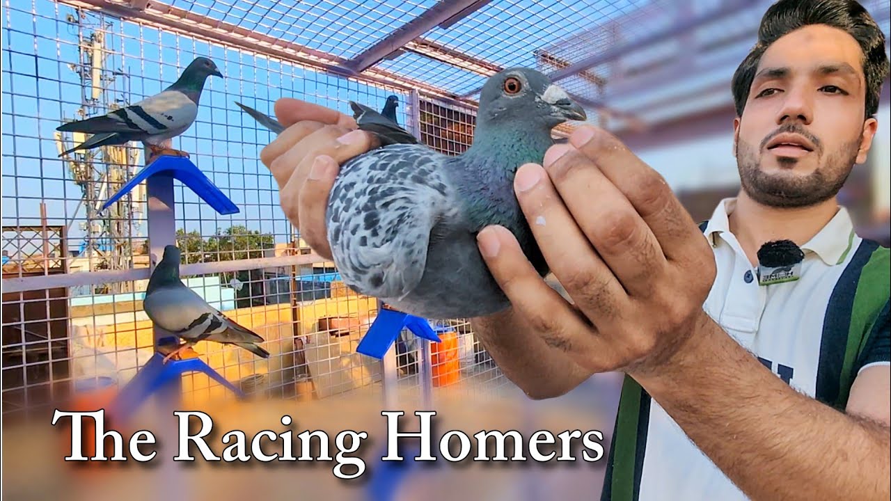 Mr. Nasir & His Stunning Racing Homers | The Home Sanctuary