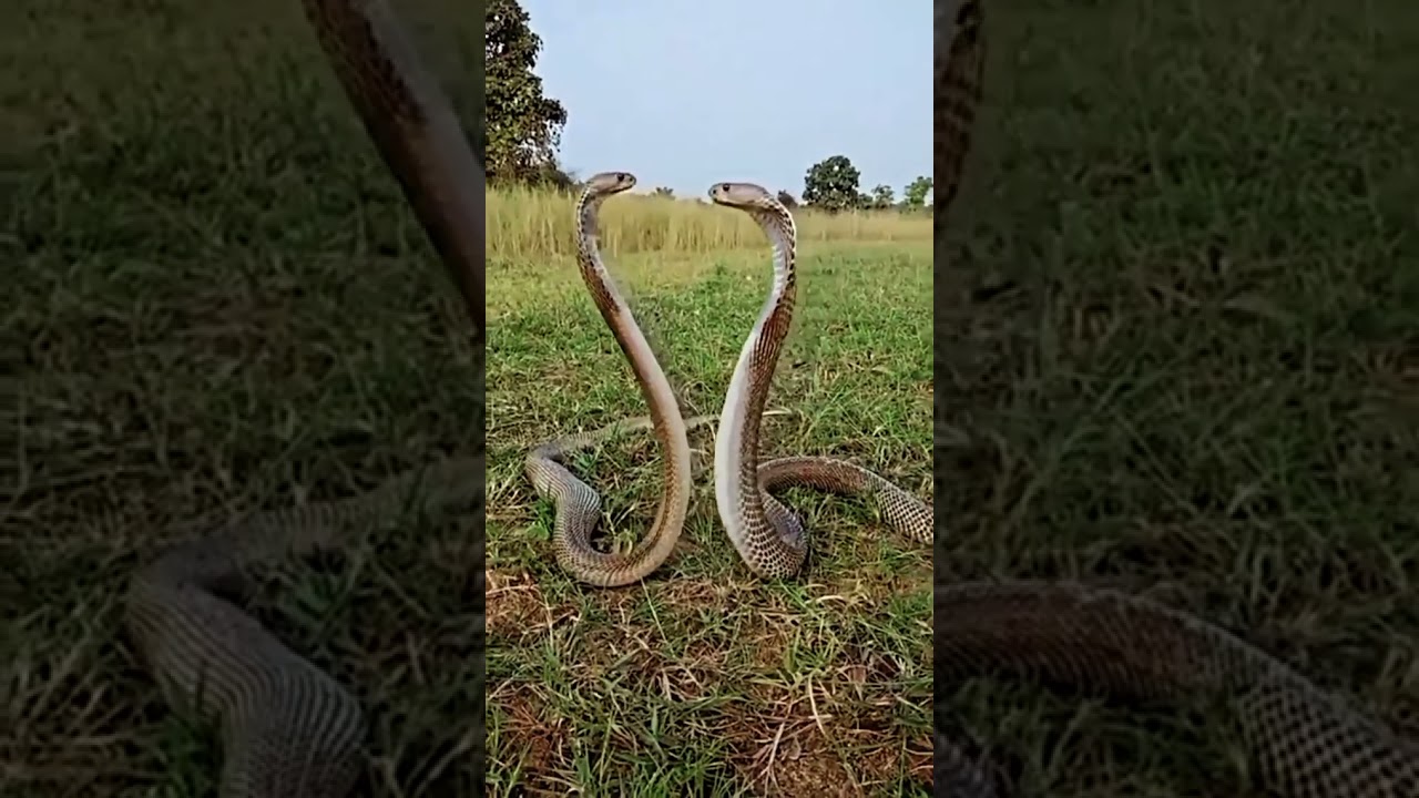 #discovery#snake#animals#forest#forest discovery//🤔🤔