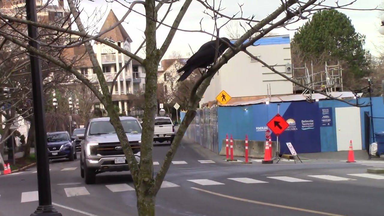 BAUER BG 40  & BG 30, 2 KOBELCO & 1 LINK-BELT crawler cranes, Victoria, B.C., December 29, 2025
