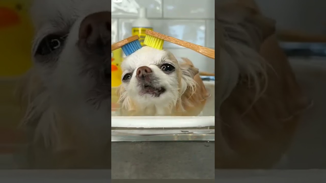 cachorrinho tomando banho #trend #videofofo #pequenosgestos #cute #humor #videosfofos #animaisfofos