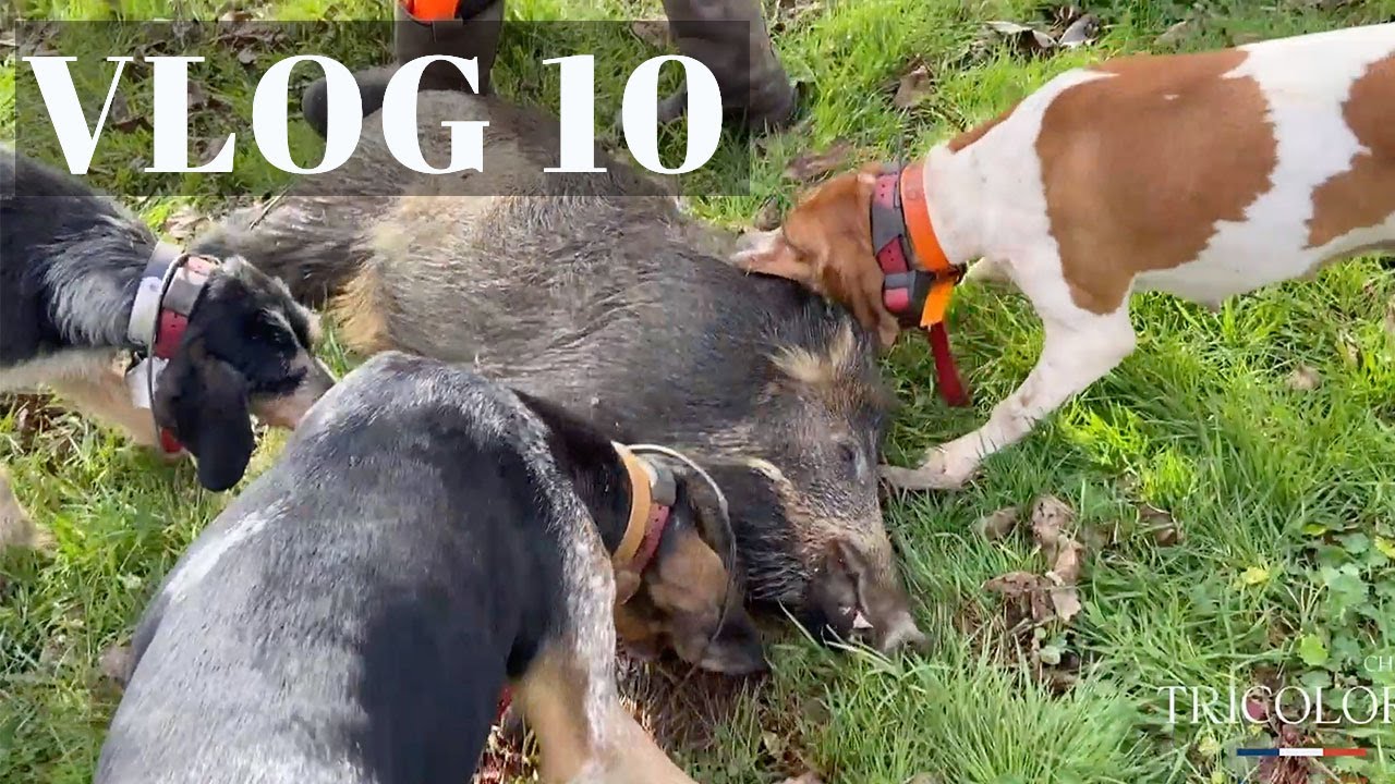 VLOG 10 - CHASSE TRICOLORE - Des sangliers royalistes !