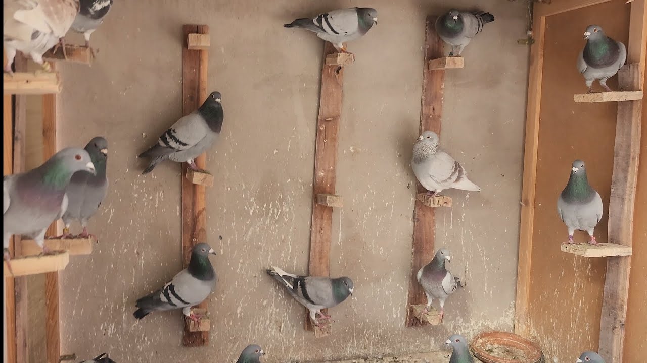 دخول الحمام من تدريب الشاطئ الابيض مع الجمعية ابطال وادنون #pigeon #الحمام_زاجل #pigeon 
