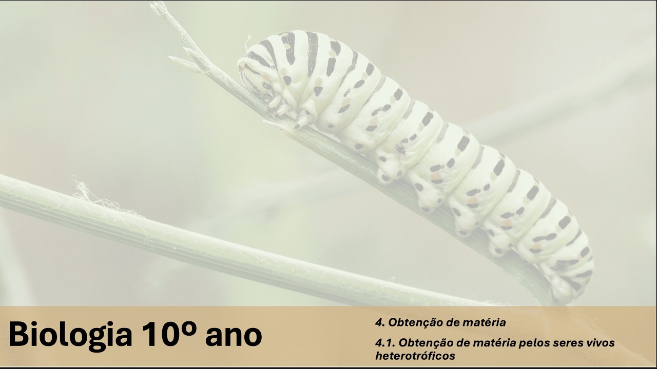 Biologia 10º | Aula 3 | Obtenção de matéria pelos seres heterotróficos
