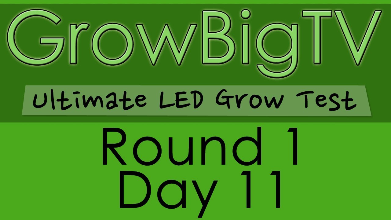 GrowBigTV Ultimate LED Test (Round 1) : Day 11