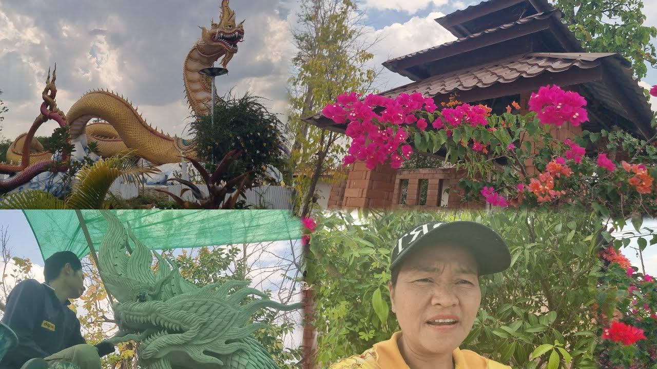 อัพเดตทีมช่างปั้นแม่ย่าช่อแก้วจำปาไวมาก...ขนลุกเมื่ออยู่ใกล้,ส่องผลมะยงชิดป๊าด!...ดกมากใกล้สุกแล้ว