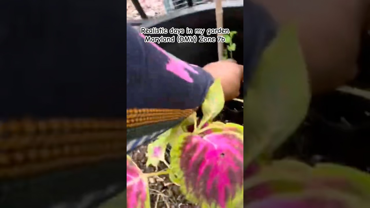 Realistic days in my garden | Fall garden #smallspacegardening #garden #zone7b