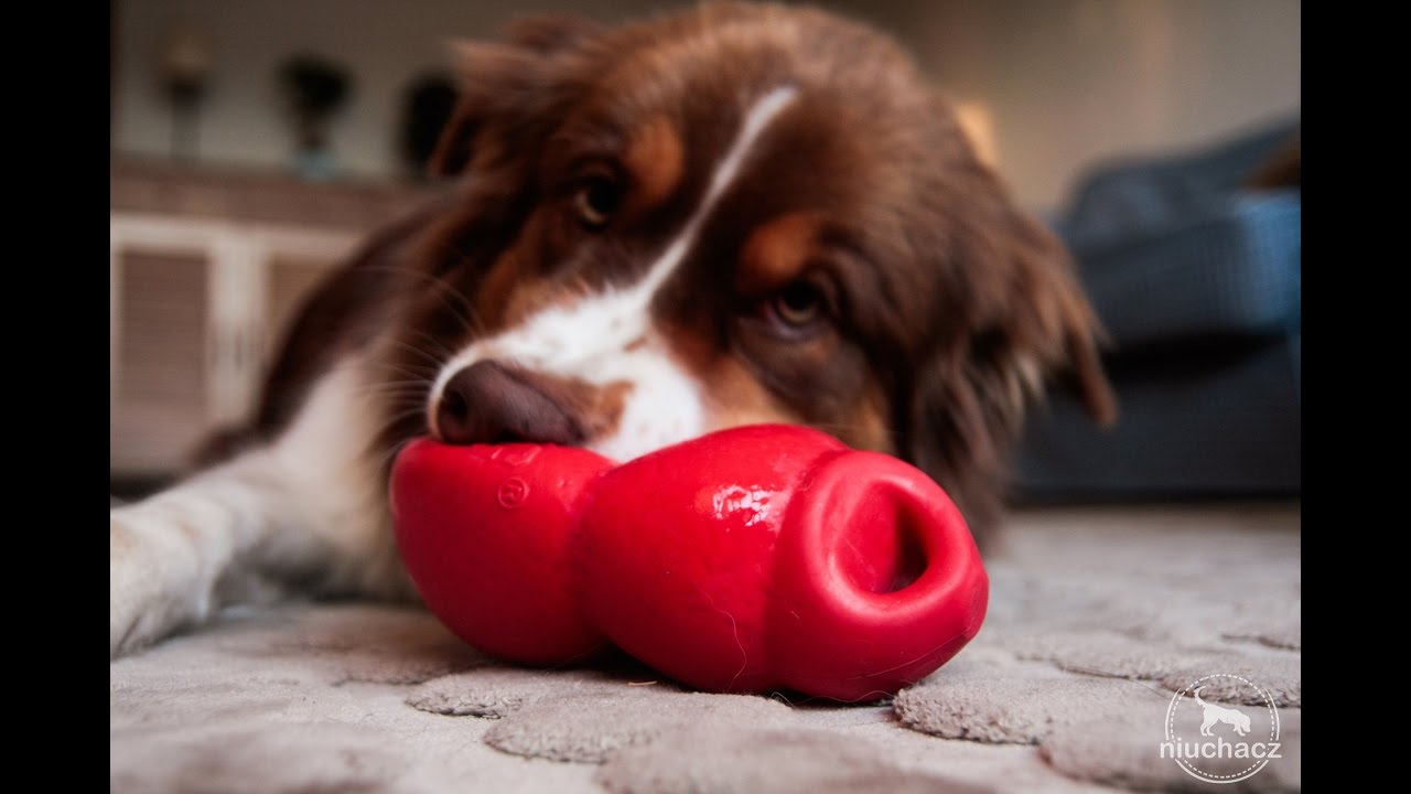 Kong Bounzer