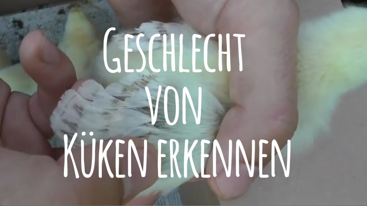 Geschlecht von K&uuml;ken erkennen - Anleitung