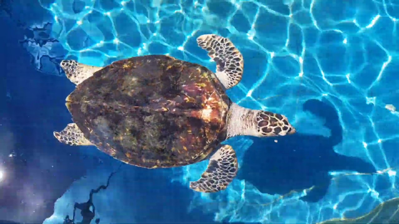 ACUARIO NACIONAL DE REPÚBLICA DOMINICANA | SANTO DOMINGO