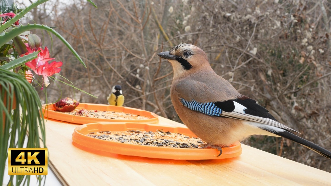 4K Video For Cats | Feeding Jays & Birds
