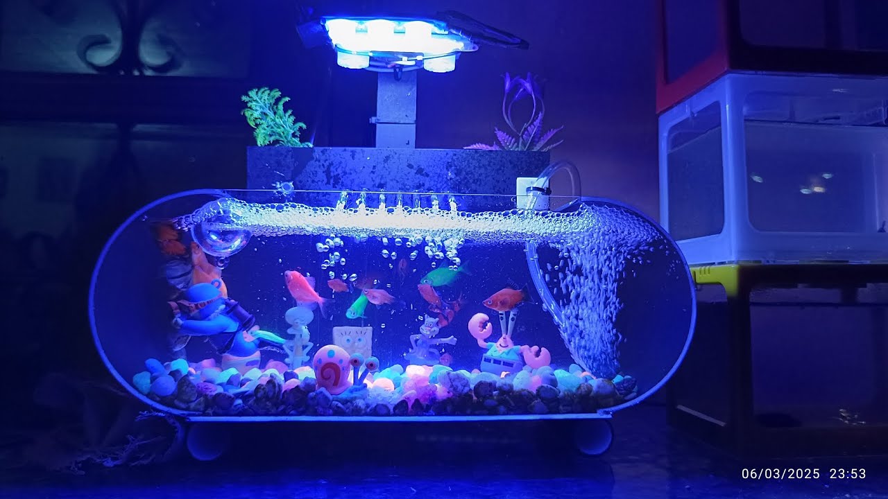 UNBOXING / REVIEW SINGKAT AQUARIUM MINI SET LENGKAP BAHAN ACRYLIC UNTUK ANAK PASTI HAPPY