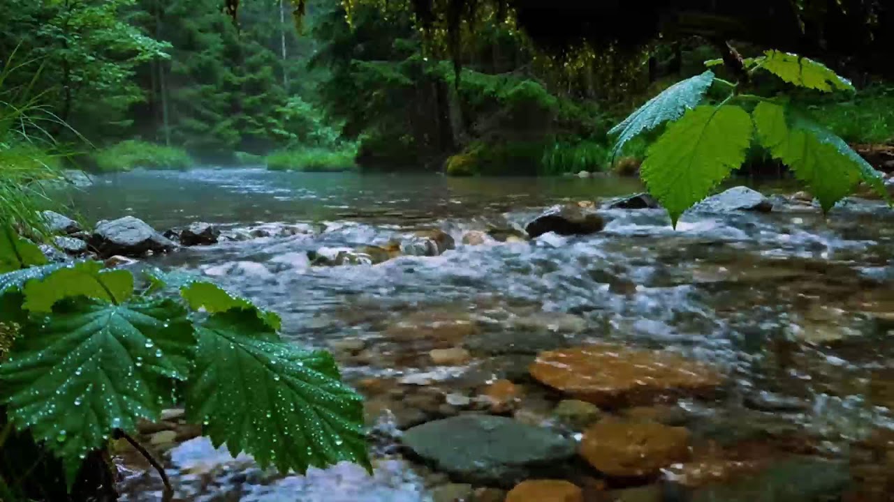 Calming Forest Ambience, Birds Singing Beautiful Stream Sounds for Deep Sleep, Study Focus, Medicine