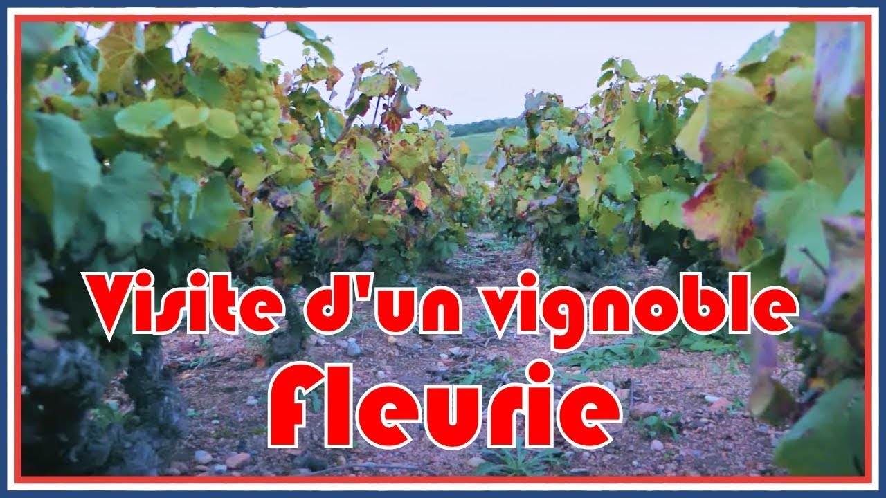 Production et protection de la vigne dans le Beaujolais #CFT J6