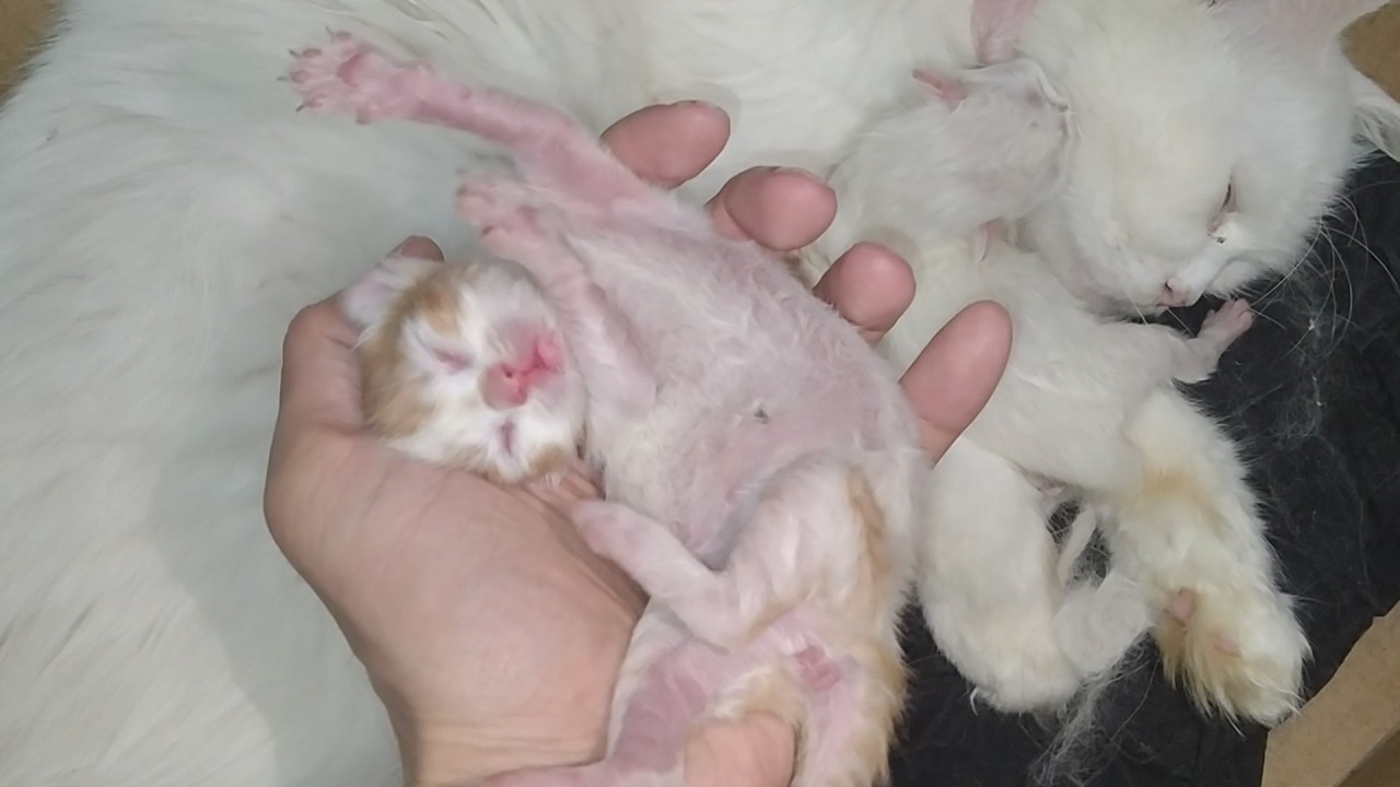 Mother Cat Left With 4 Newborn Kittens After Losing One 💔