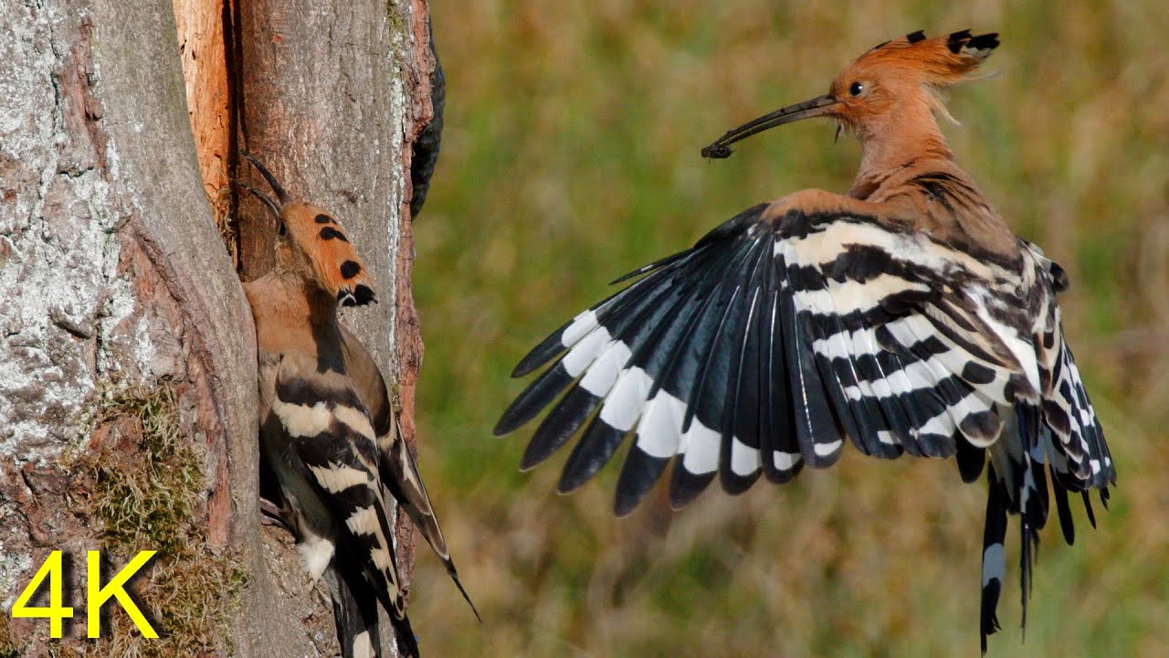 Wiedehopf 1 - Start der Brutsaison 2024   --- Hoopoe 1- Start of the Breeding Saison 2024