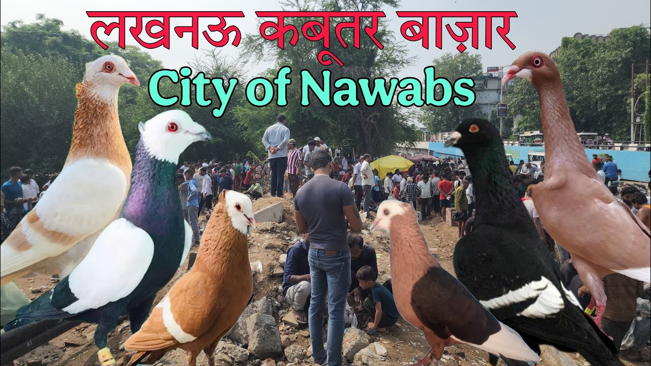 Nakkhas Lucknow kabootar market part-2 07-09-2025. Lucknow birds market. लखनऊ कबूतर बाज़ार