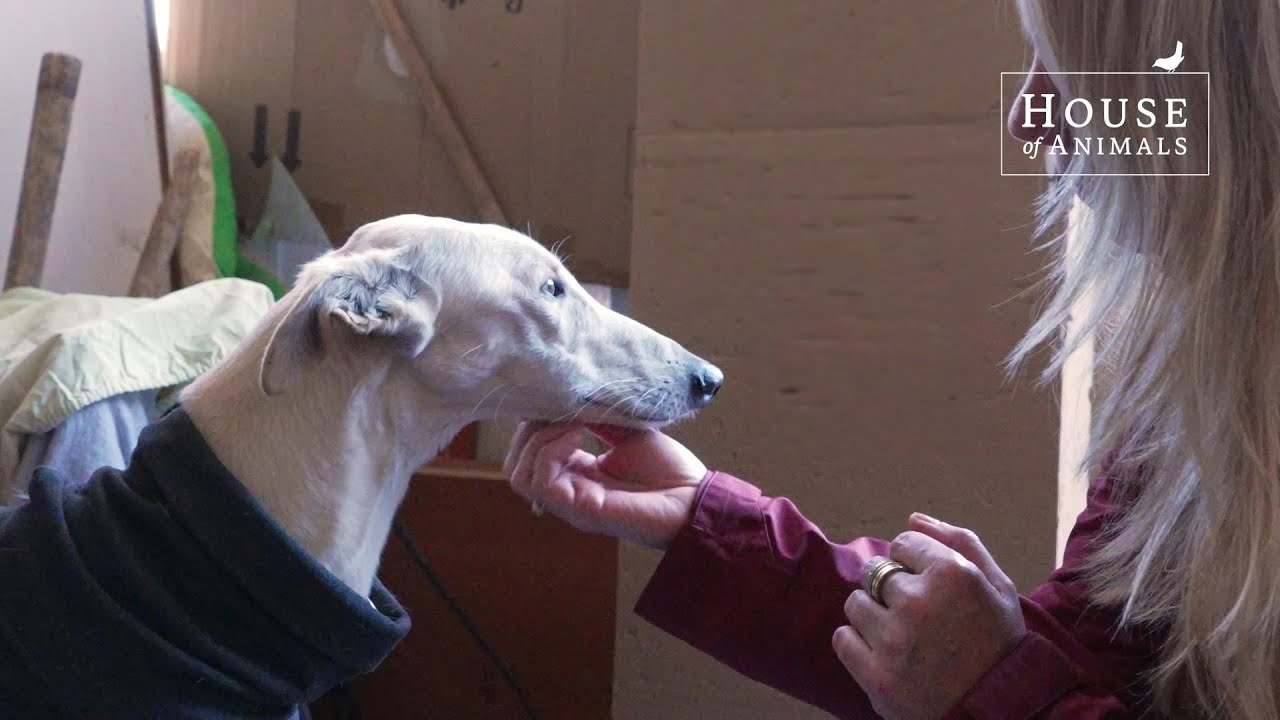 Nieuwe hondenverblijven voor Hijos del Viento na tornado - House of Animals