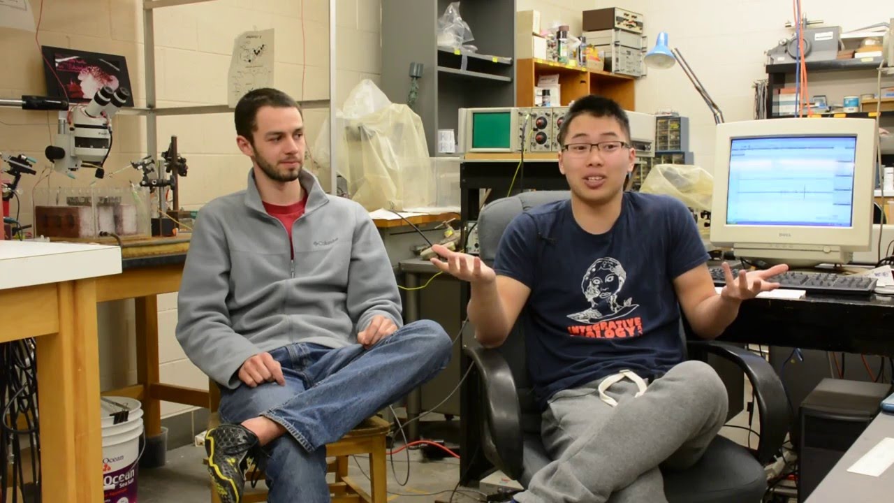 IBH Courses (Student Perspective)