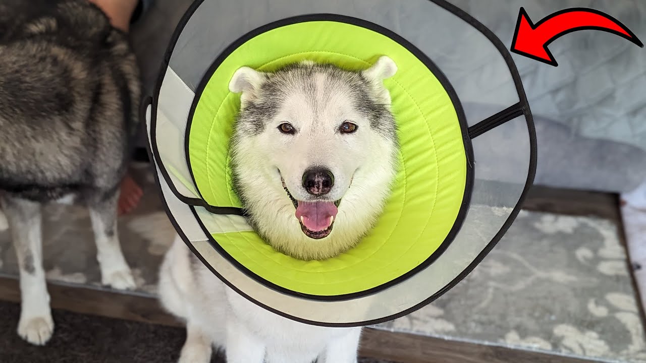 This Dog Cone is Great for Dogs Recovering from Surgery