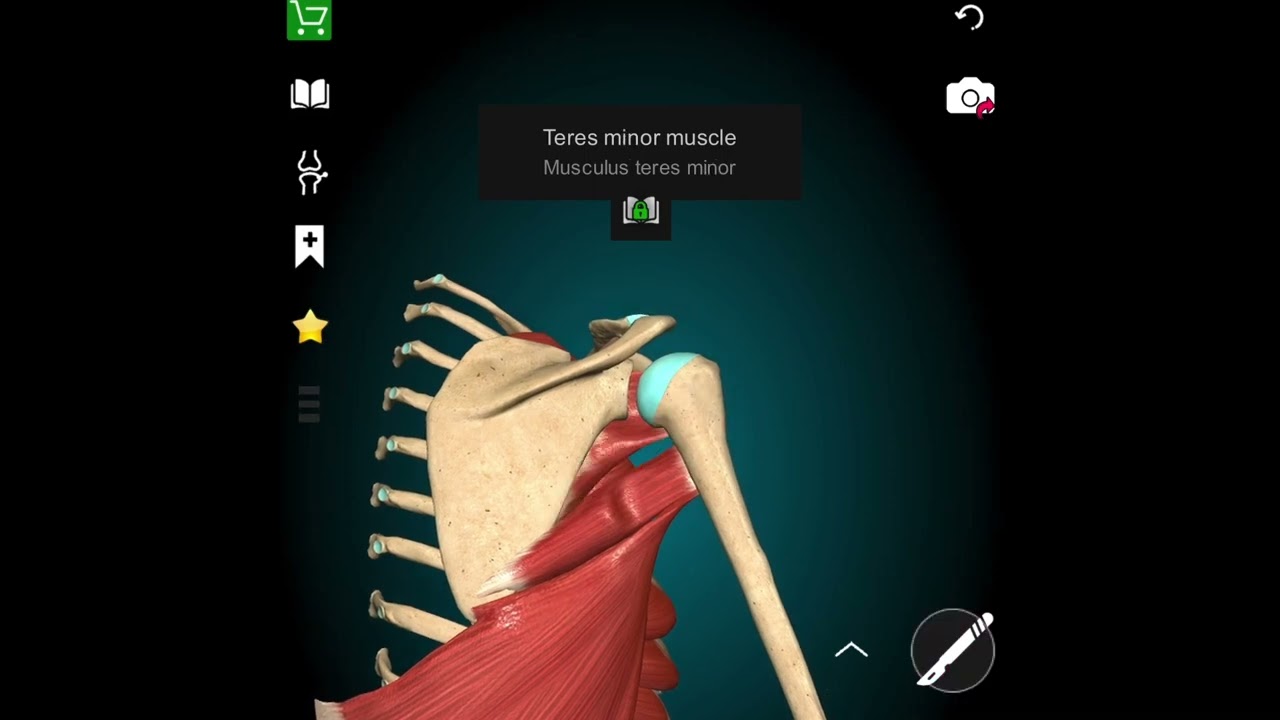 Thoracic muscles with anatomy learning app