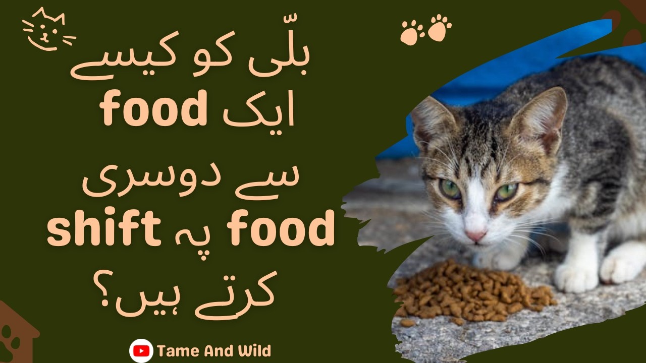 Cat Ko Kis Trha Aik Food Se Dosri Food Pe Shift Krty Hy | How To Switch Cat From One Food To Another